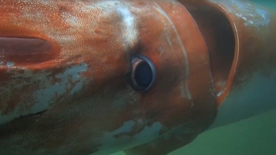 Giant Squid Spotted In Japanese Harbor Cbs