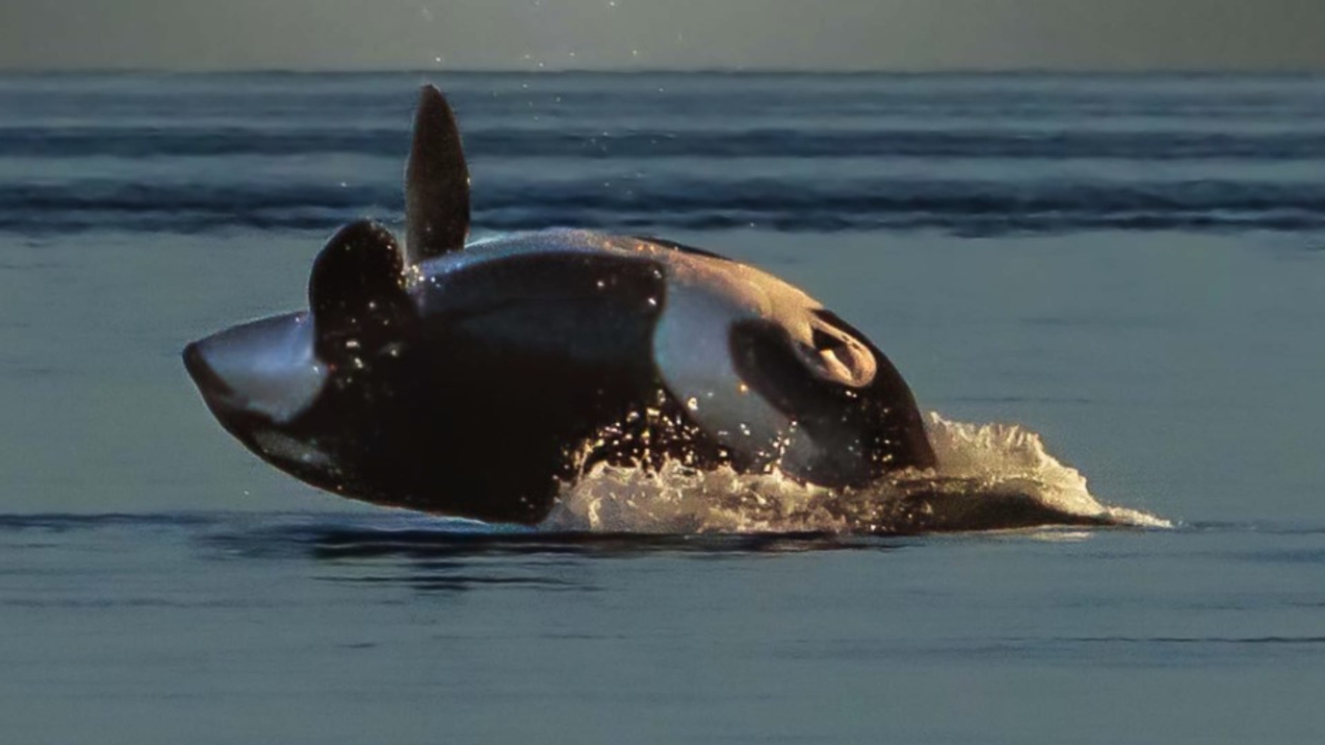 J Pod Orca Tahlequah Gives Birth To New Calf Cbs