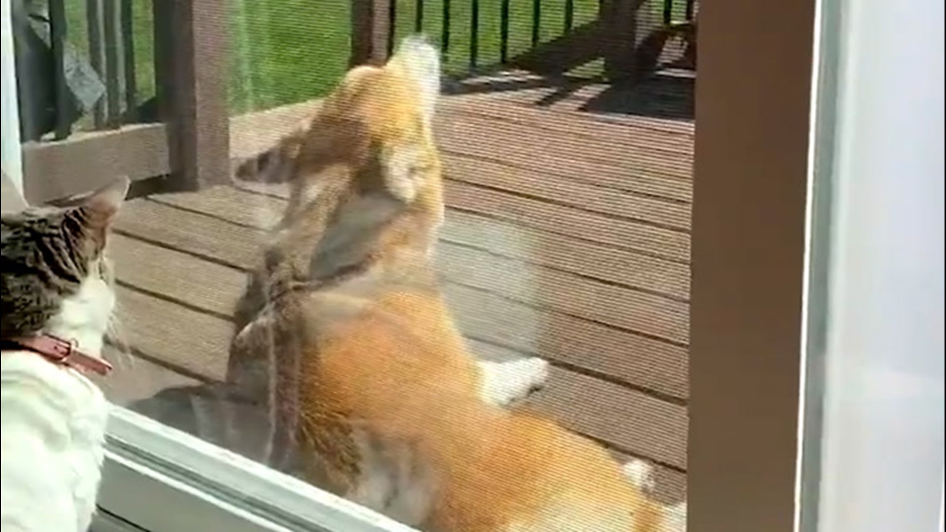 A sunbathing corgi howled along to the tornado sirens in Kansas City, Missouri, as they blared out on May 5.