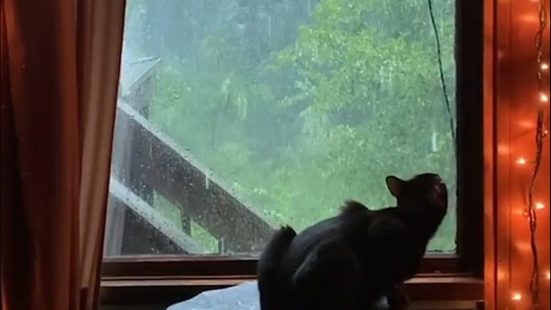 One cat in Birmingham, Alabama, stared out the window on July 12, simply watching as rain drenched the window and thunder roared in the background.