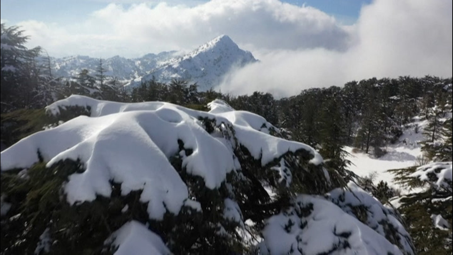 Lebanon's iconic cedar trees blanketed with snow