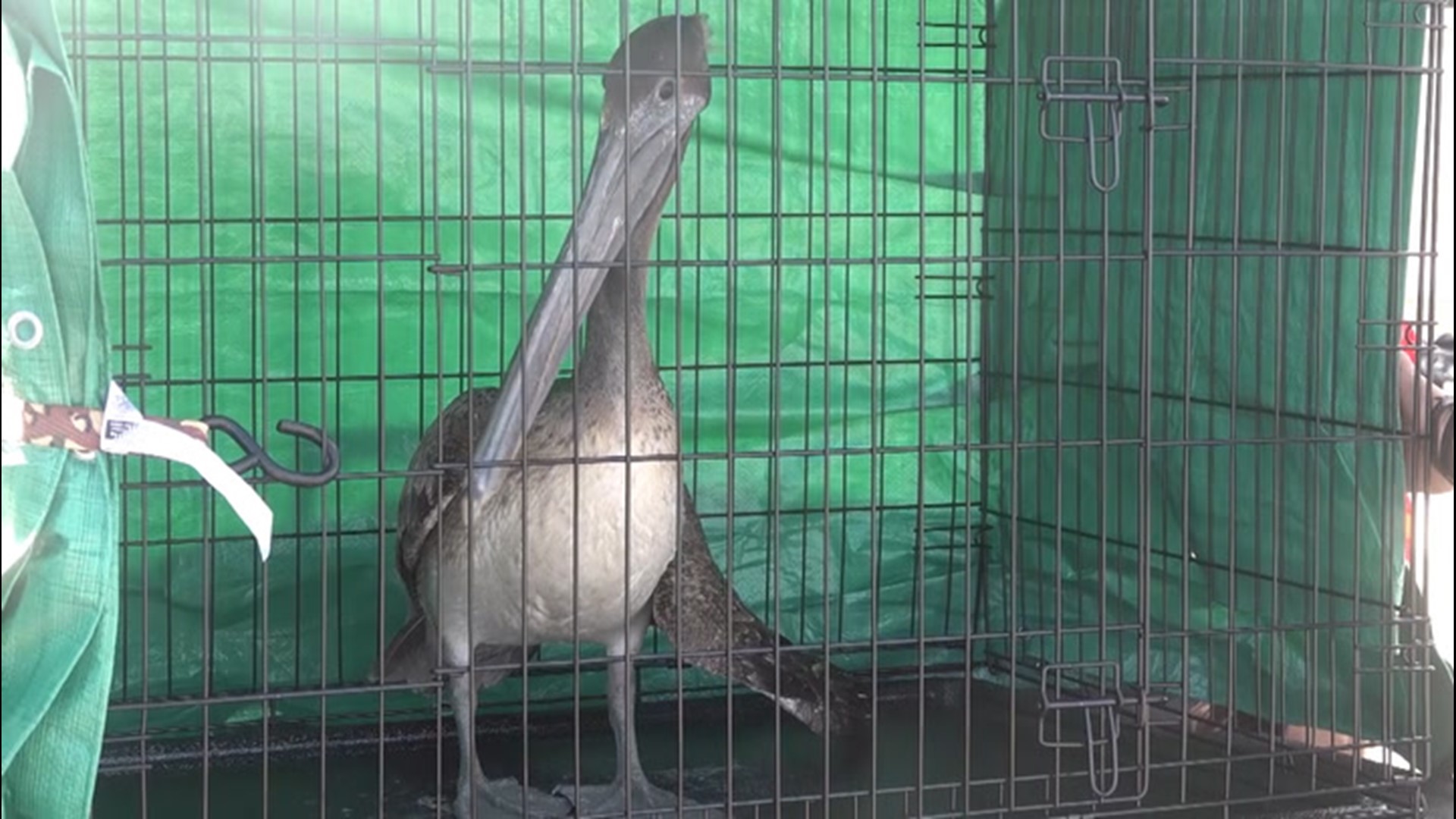 A Cameron Parish Sheriff Department deputy rescued a brown pelican suffering from a likely broken wing.