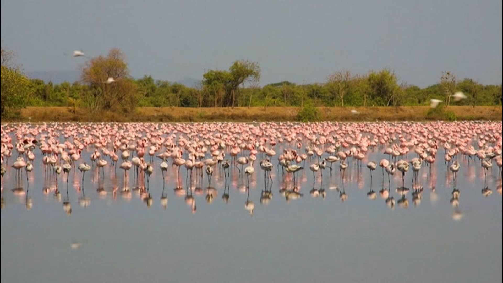 Flamingos flock to lake in city amid COVID19 lockdown(01)