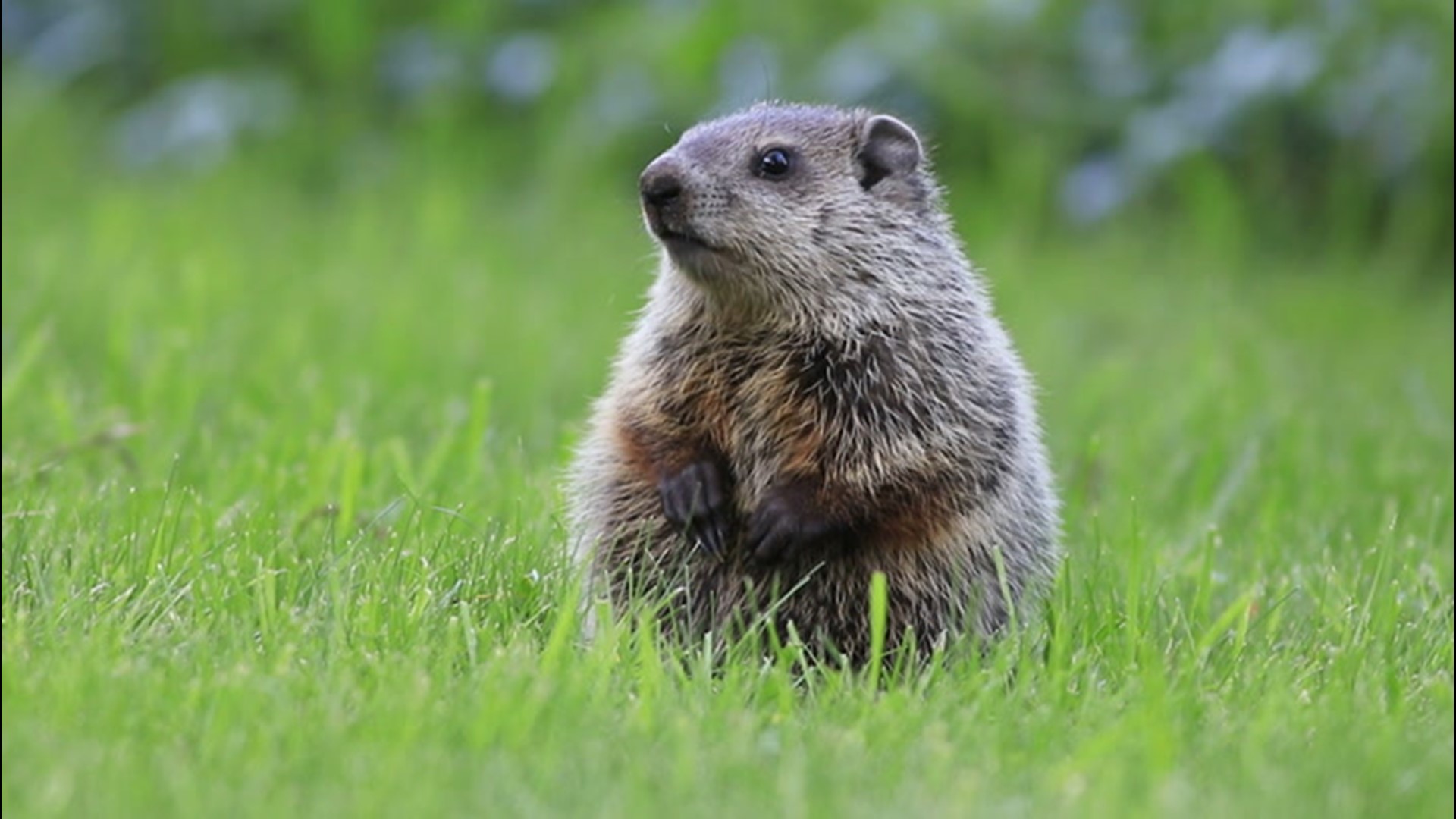 Because of the way that groundhogs hibernate in the winter, they get pretty cold to survive. Here's why.