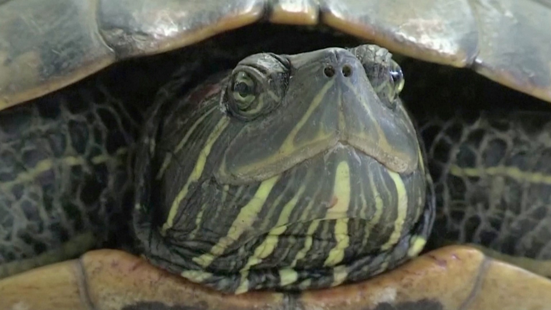 Flight delays are very common, but the people at Japan's Narita airport experienced an uncommon reason for their delays: a turtle. Buzz60's Maria Mercedes Galuppo has the story.
