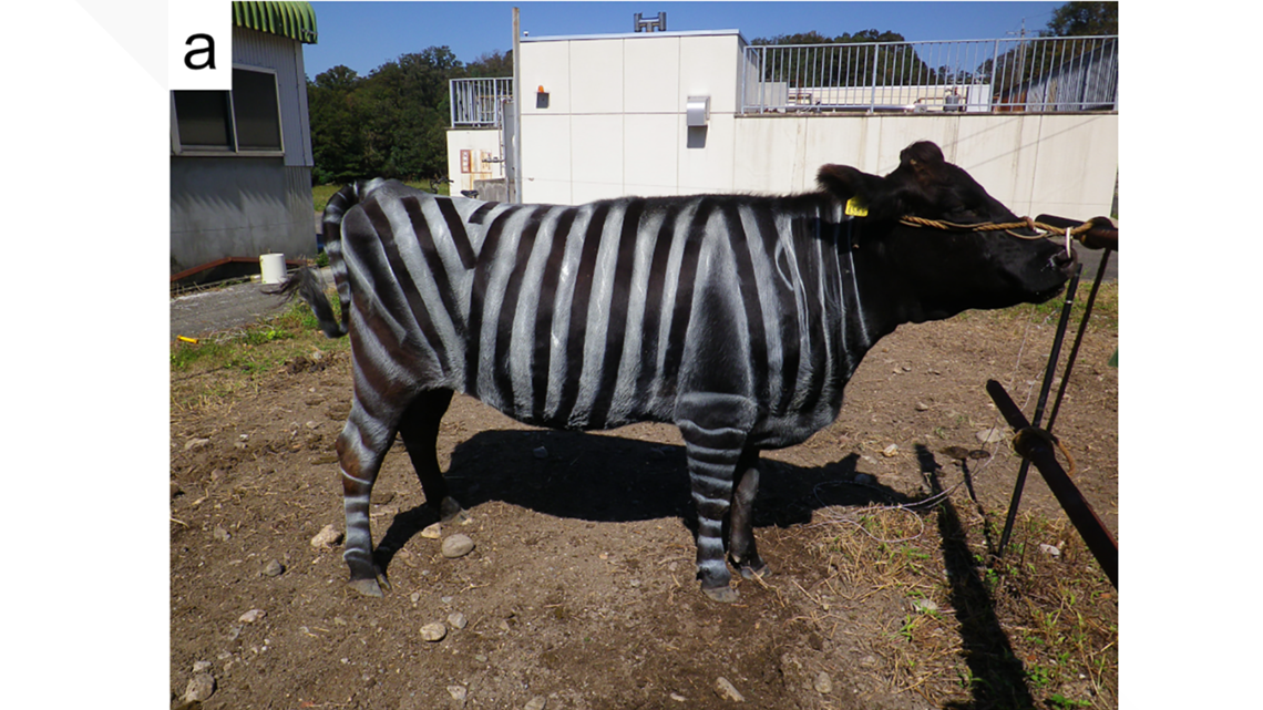 Japanese researchers paint cows like zebras to reduce fly bites | cbs8.com