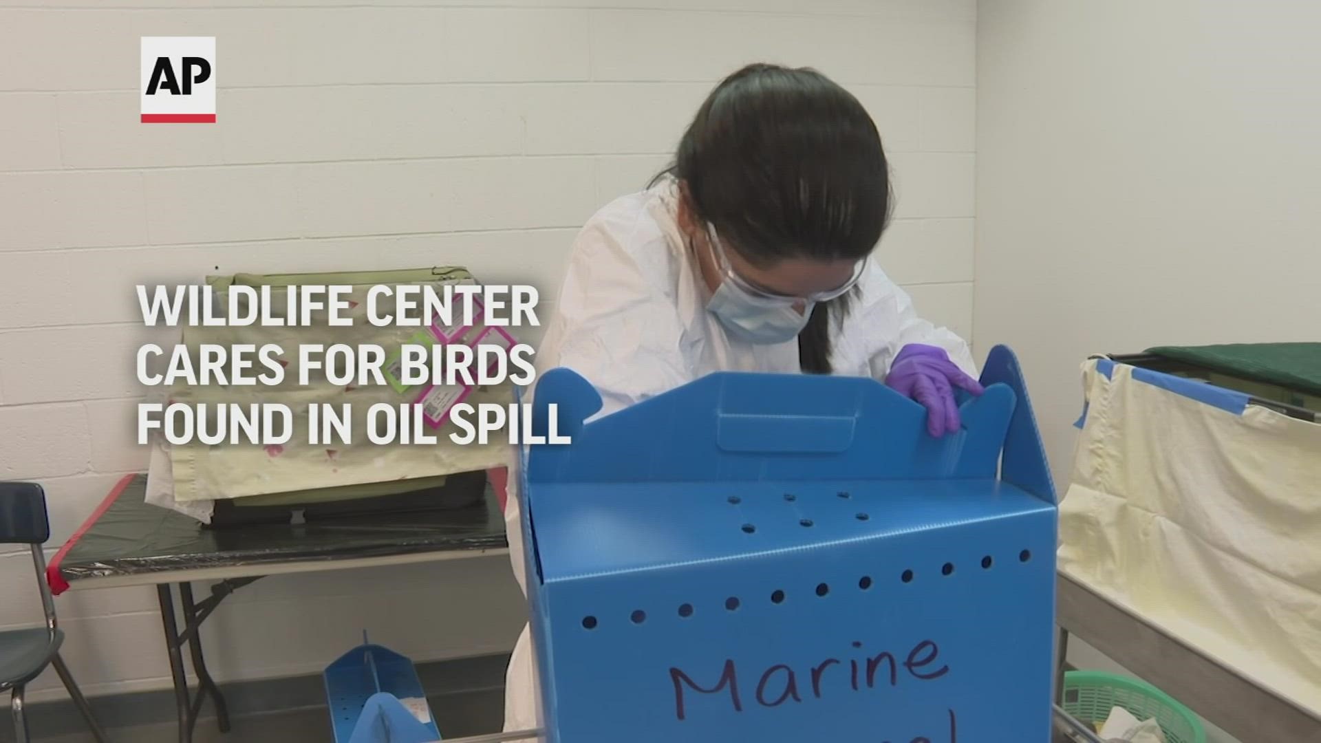 At the Oiled Wildlife Care Network treatment center in Los Angeles, staff were treating the 25 live birds that were oiled from the spill.