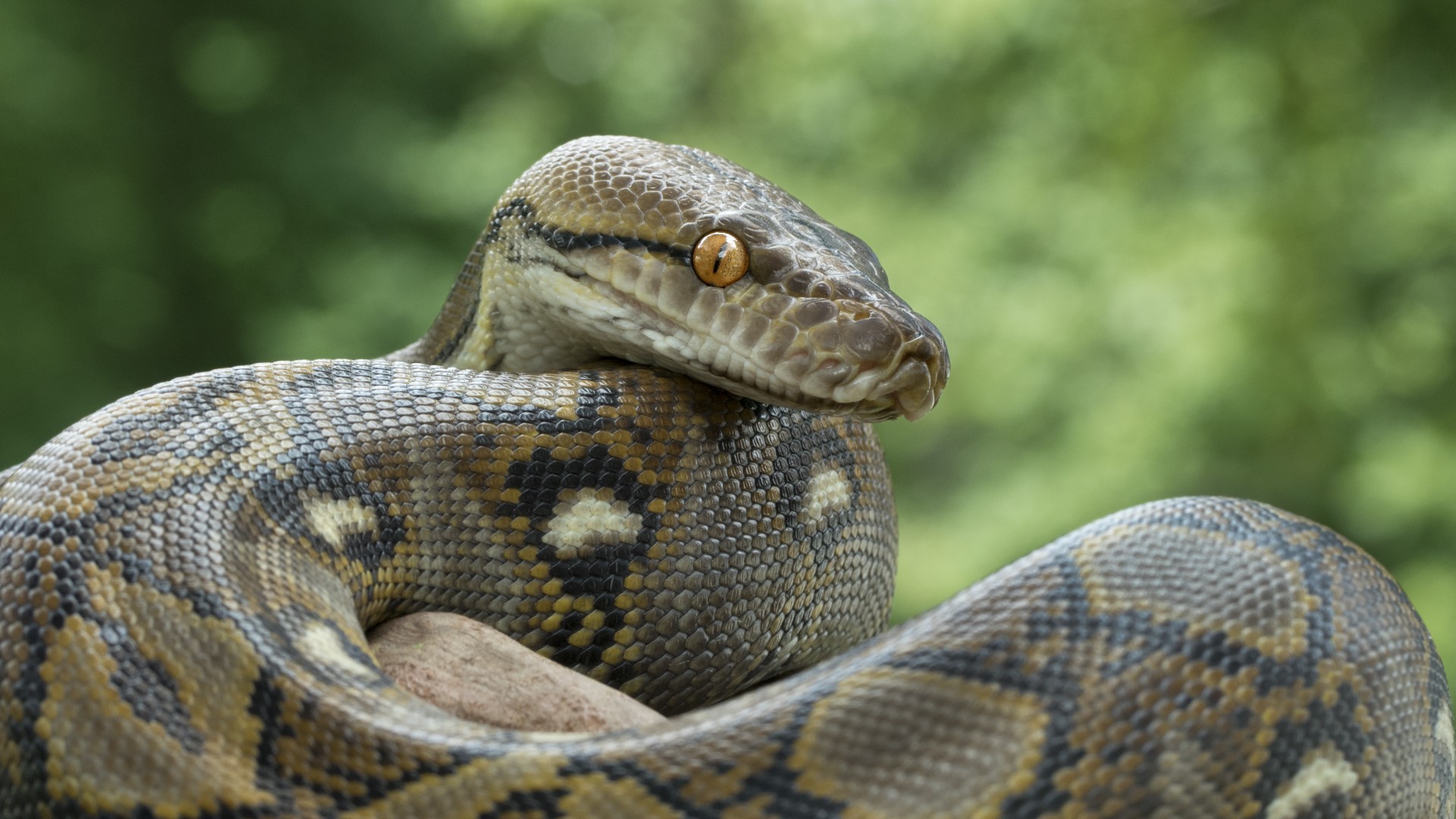 Python named Jodie Foster, first known snake to receive ...