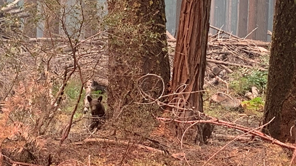 Bear cub may have lost mom to California wildfire | cbs8.com