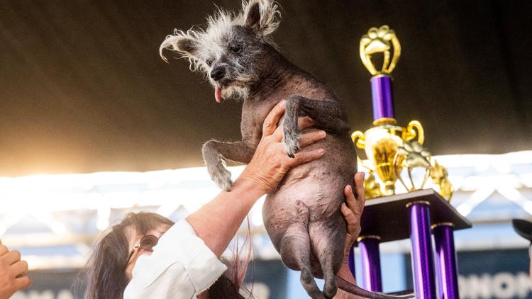 The 'World's Ugliest Dog Contest' has a new winner: Meet Scooter!