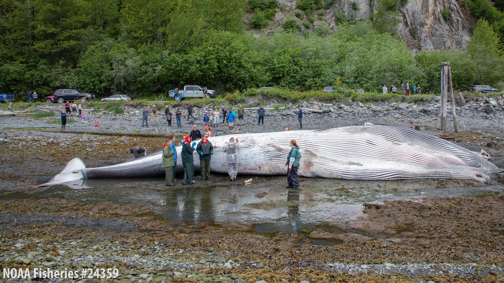 Orca Rib Preliminary cause of death released for endangered fin whale found on ...