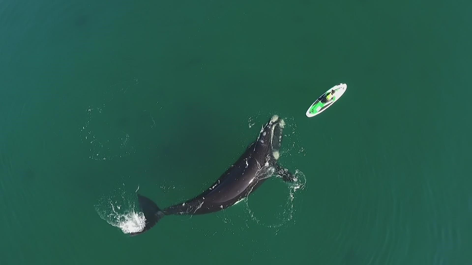 A rare encounter was caught on video when a Southern RIght whale seemingly plays with a woman on a paddleboard