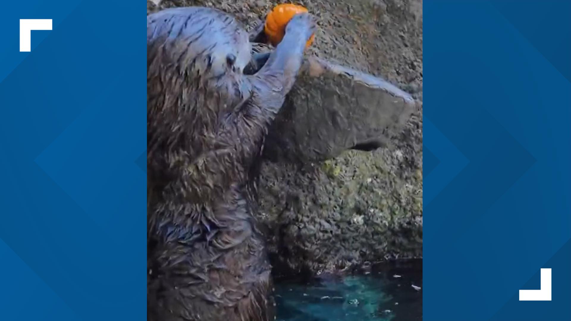 WATCH: Oregon Zoo otters get in the Halloween spirit by slam-dunking ...