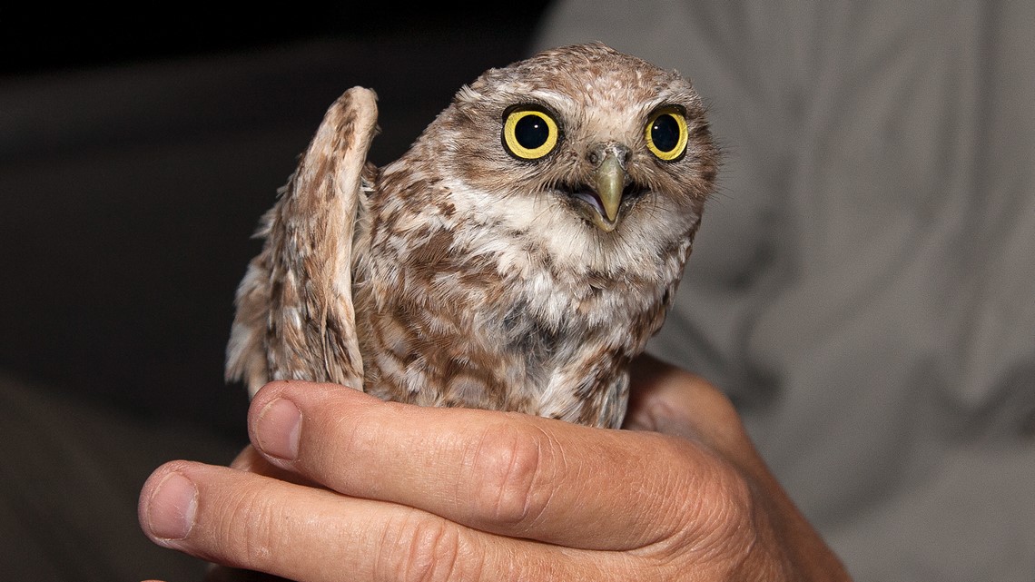 How California scientists help burrowing owls move | cbs8.com