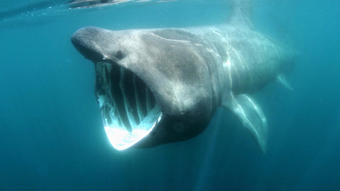 Viral TikTok shows massive shark circling ship in Atlantic Ocean | cbs8.com