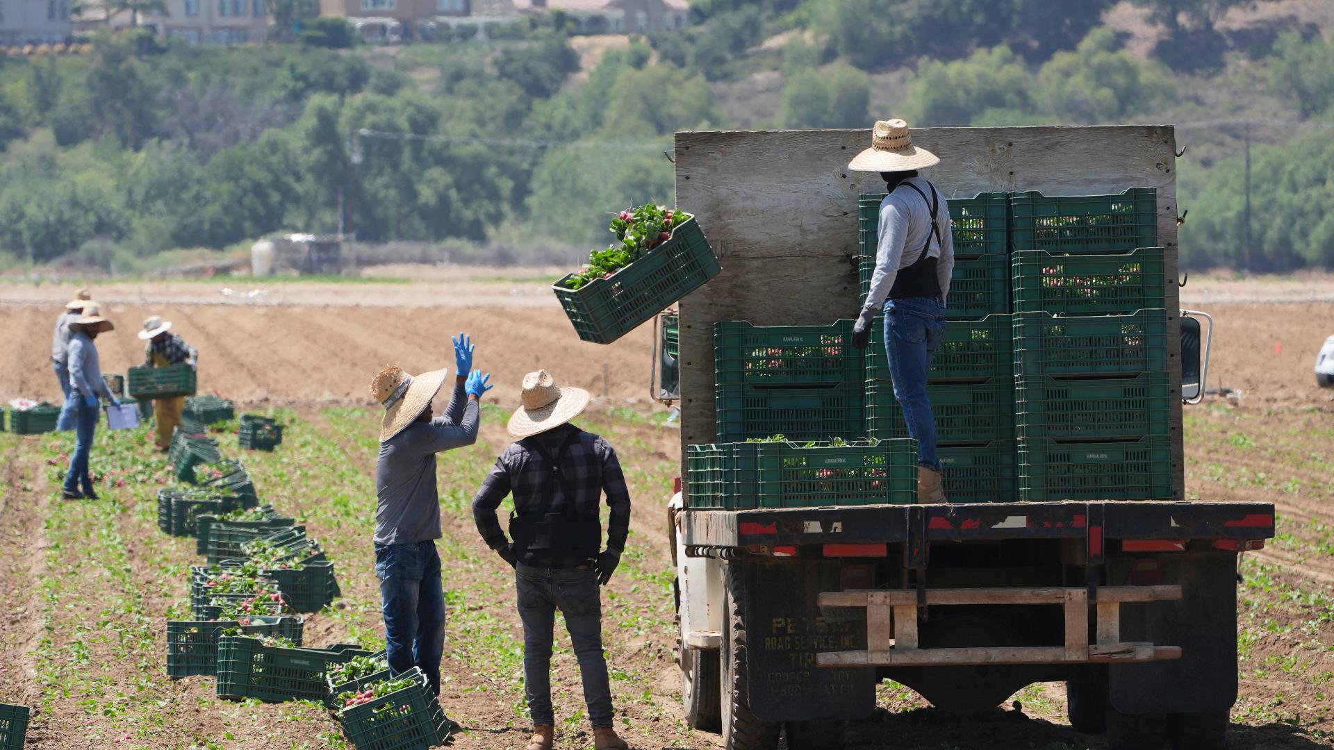 The Trump administration is reportedly pausing immigration enforcement raids targeting agricultural and hospitality workers.