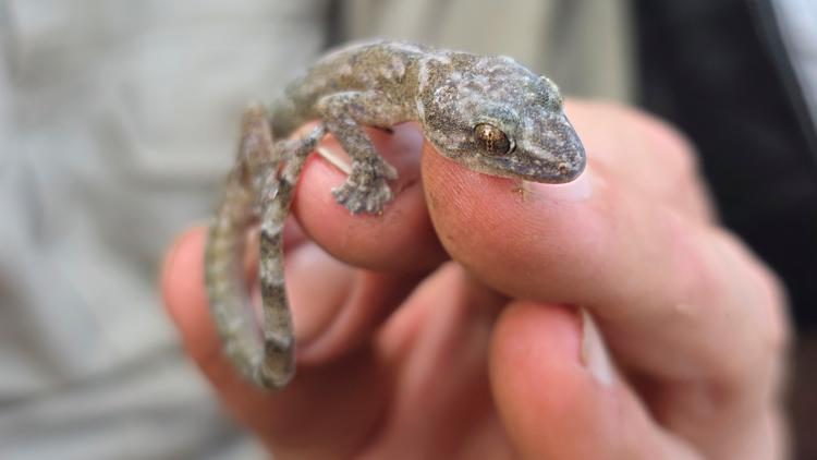 Researchers rediscover 'lost' gecko species after more than 30