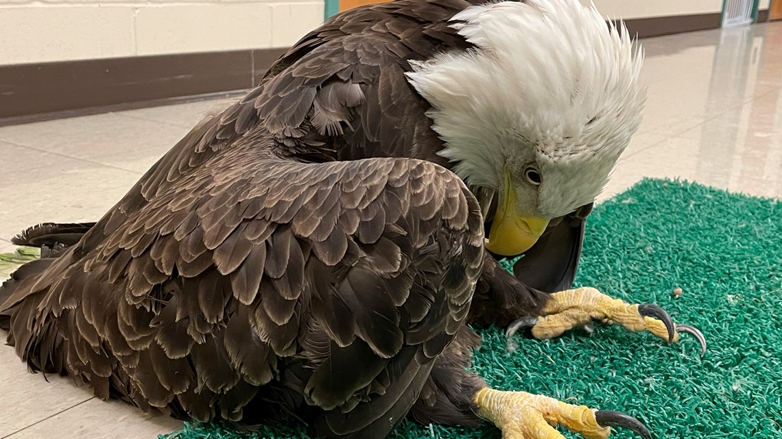 Lead Poisoning In Bald Eagles Affects Nearly 50 Of Population