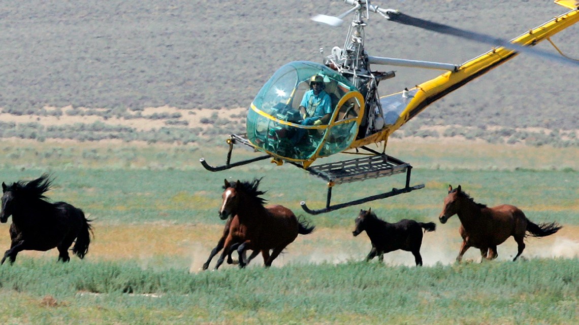 At least 11 mustangs die in wild horse roundup in Nevada - Vimarsana News