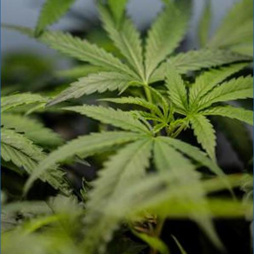 Can marijuana users own guns? What the new Supreme Court ruling means ...
