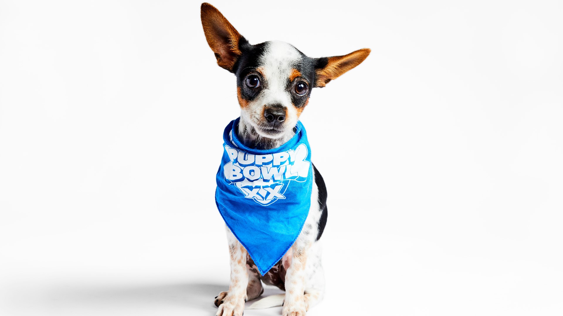 PHOTOS See the adorable 2024 Puppy Bowl starting lineup