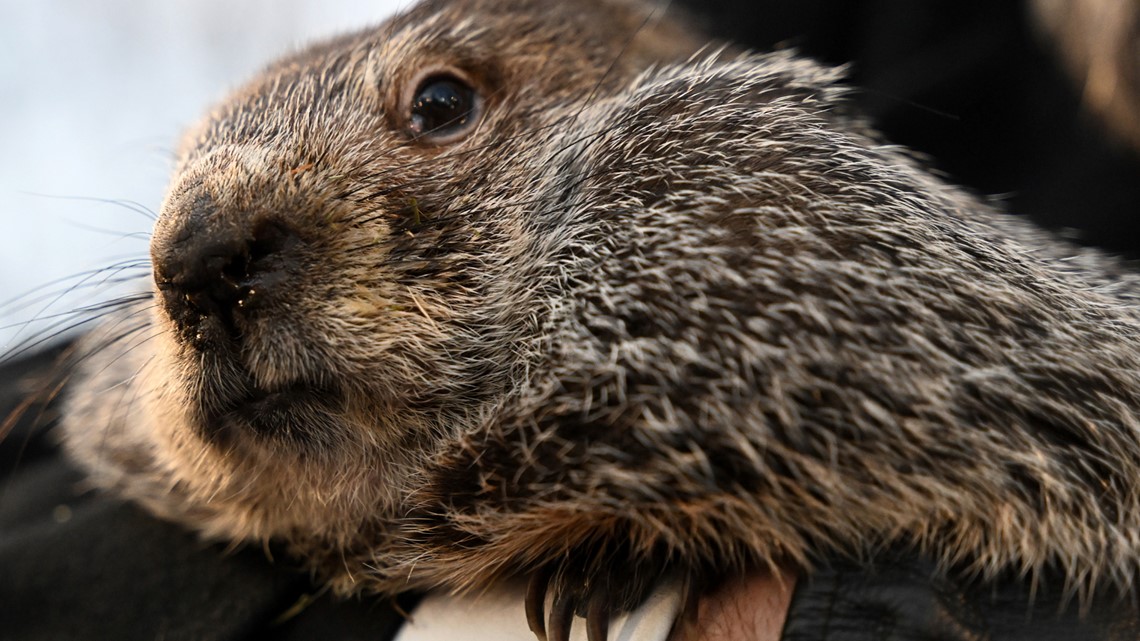 When is groundhog day? | cbs8.com - Vimarsana News