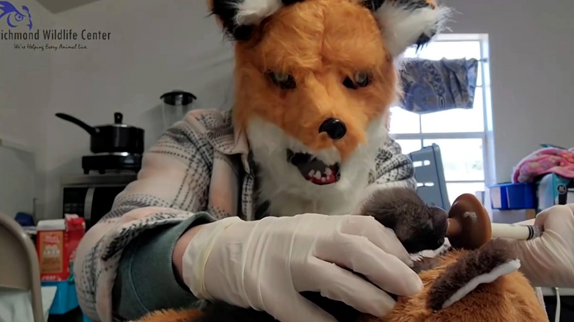 Wildlife center staff wear fox mask to care for orphaned kit - Vimarsana News