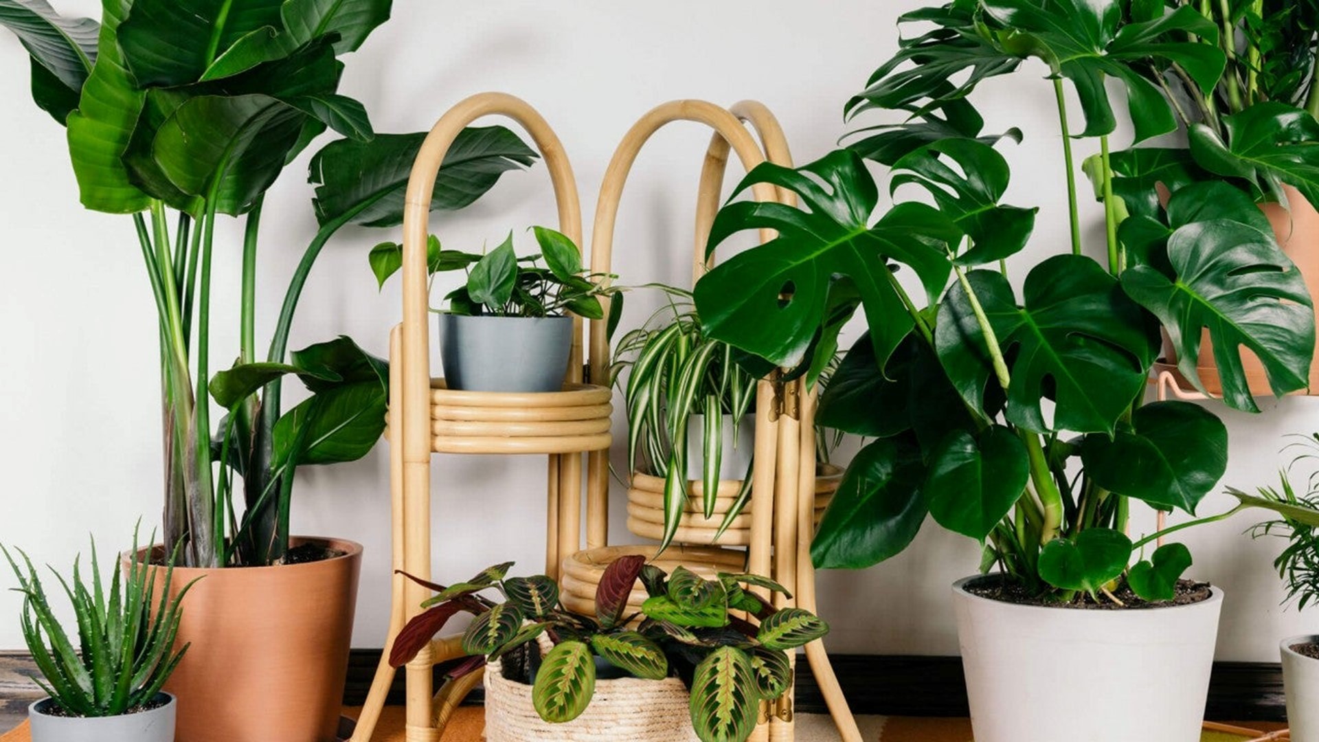 The Best Houseplants You Can Buy Online