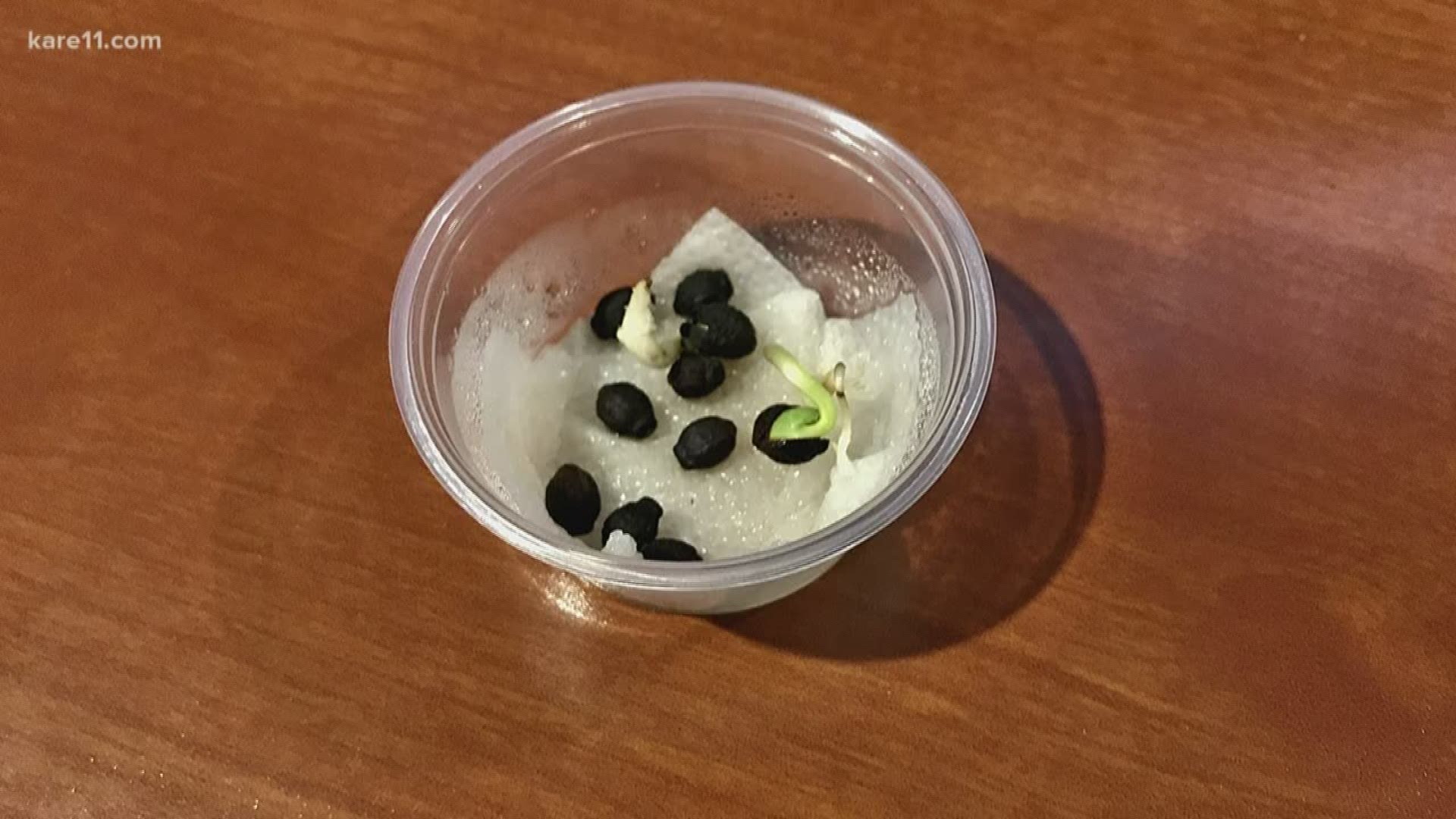 Have old seed packets? Don't throw them away. Do this quick experiment and you will know if you can plant them this spring.