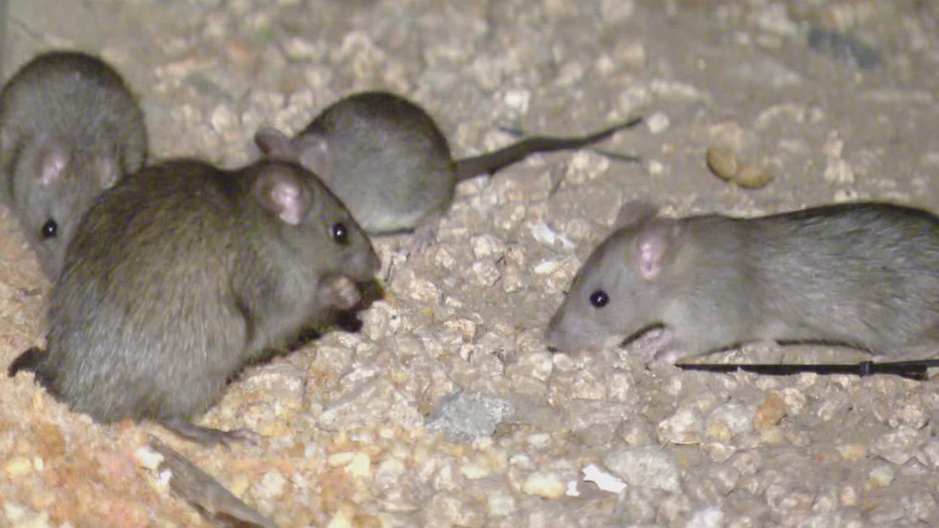 The winter months can cause people to see more rats as they seek warm and dry places.