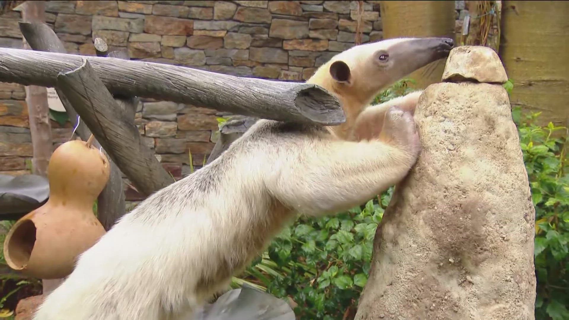 We headed out to the San Diego Zoo Safari Park to meet Monny the Tamandua. 