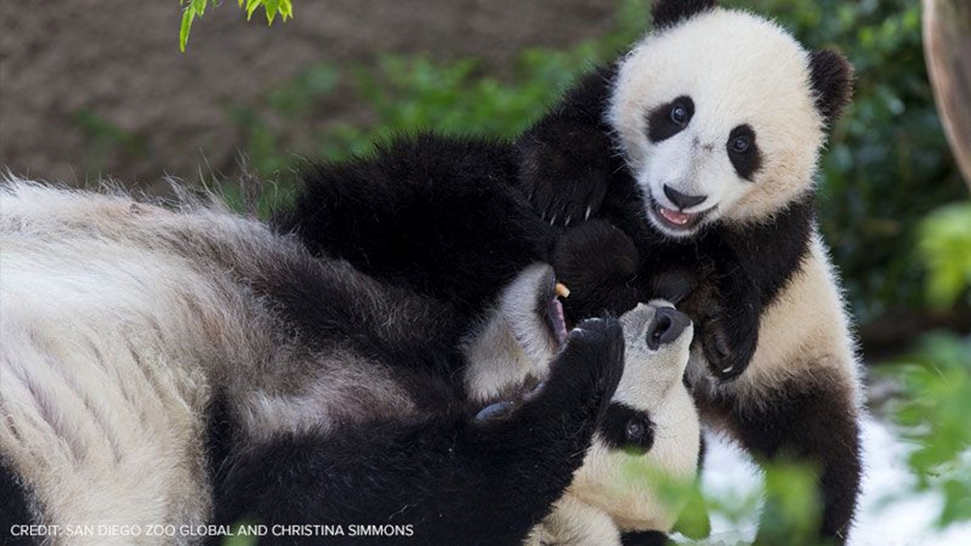 San Diego Zoo will say goodbye to giant pandas in April | cbs8.com