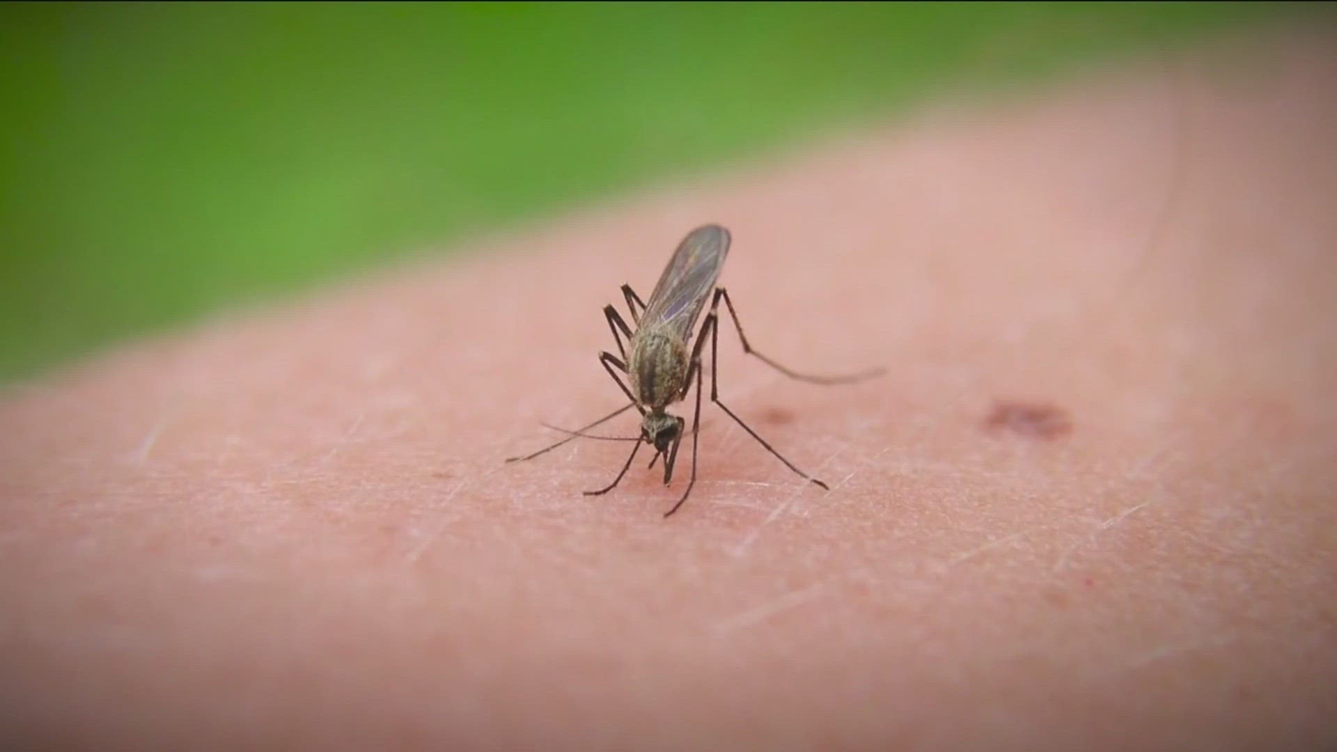 San Diegans are noticing more mosquitos. Last week San Diego County says a dead crow tested positive for West Nile virus.