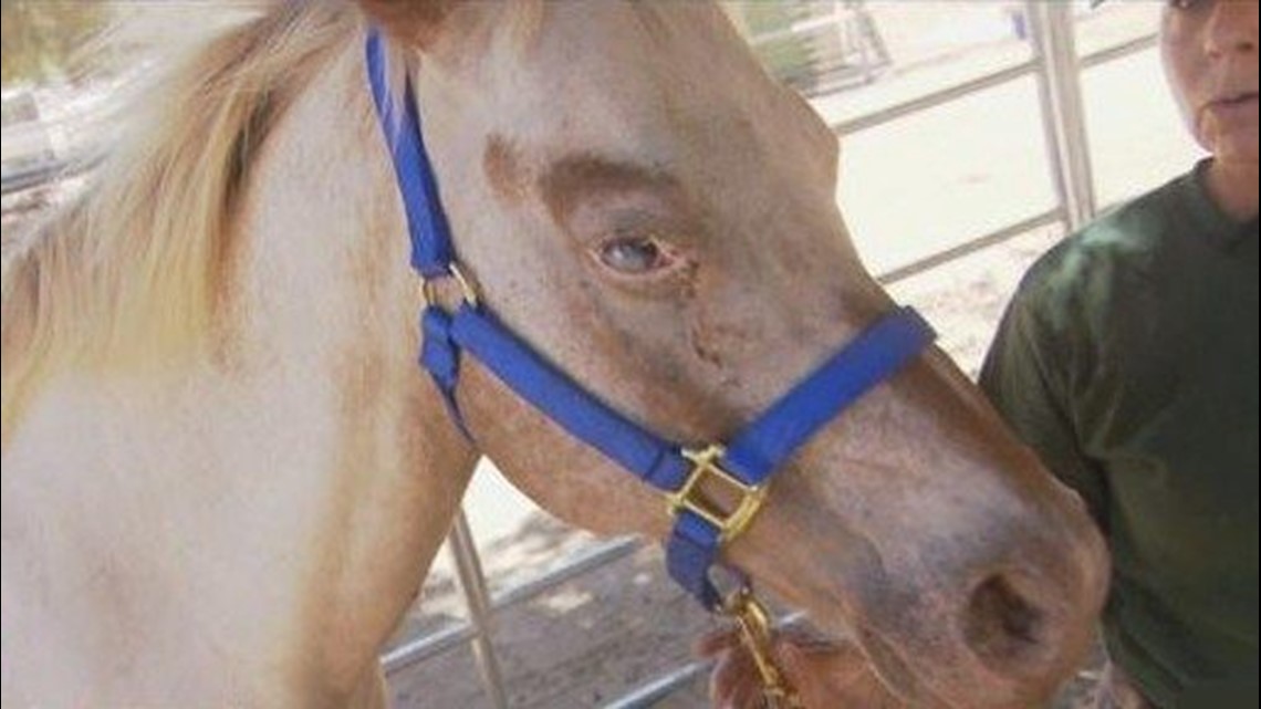 Blind horse in good hands with seeingeye pony in Pine Valley