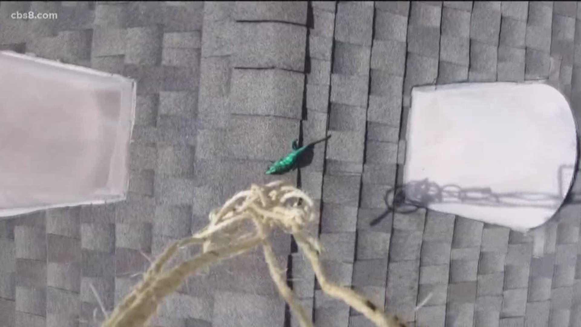 A pet lizard is getting a lot of attention on social media after he was rescued by his owner with a drone.