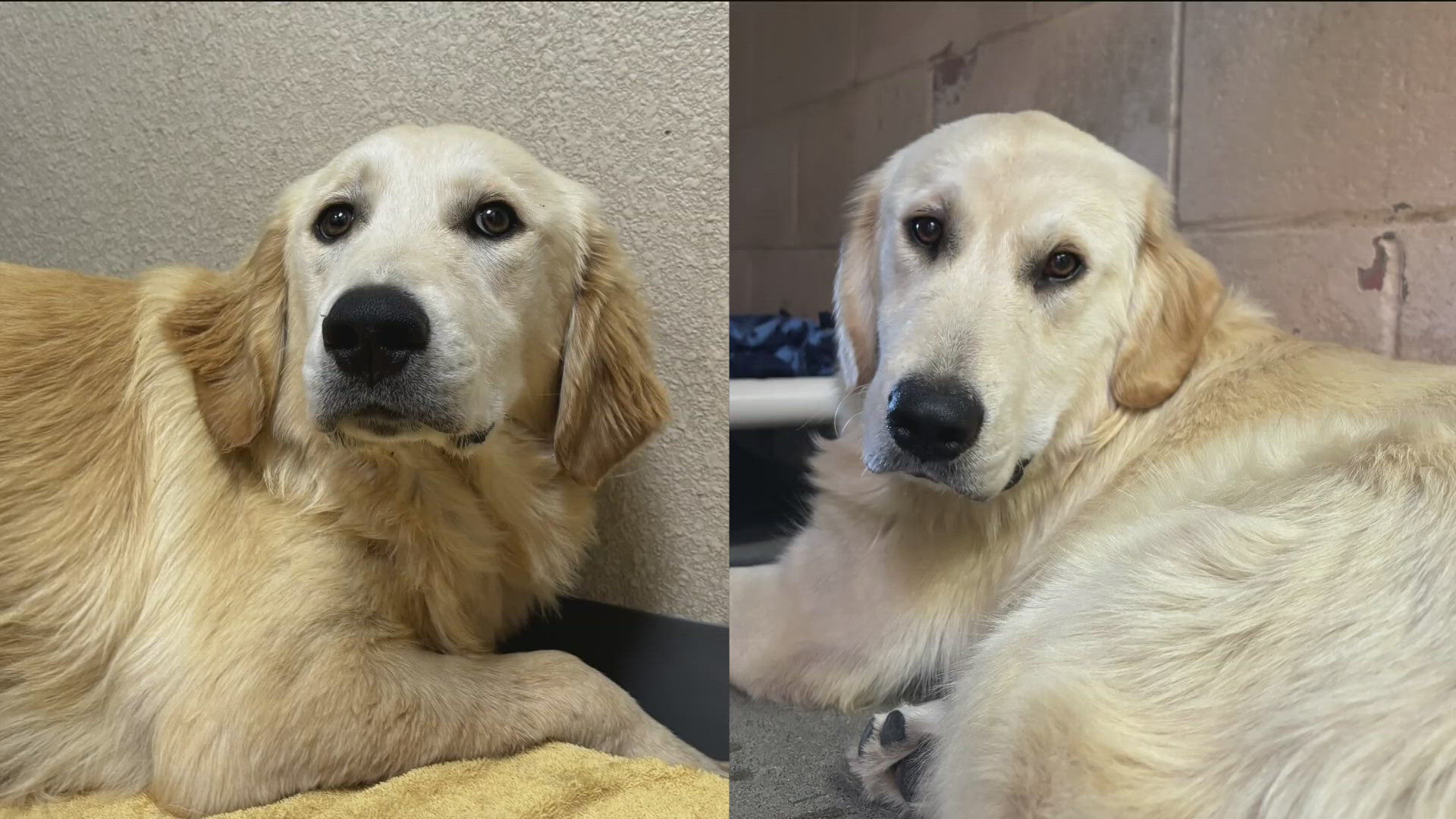 There was a man caught on camera, carrying a crate – on two separate days, into the shelter who claimed the goldens he found were strays.