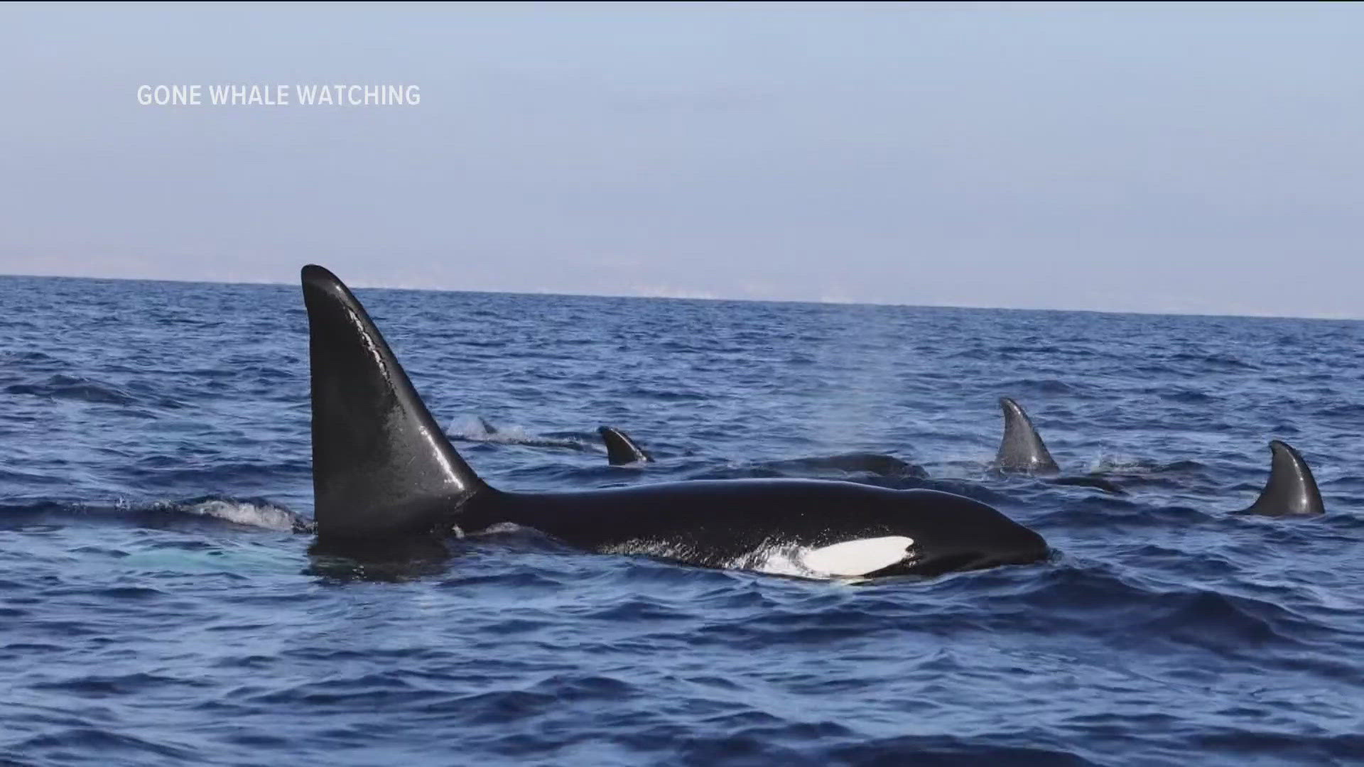 Gone Whale Watching founder Domenic Biagini believes it's the some pod seen last year in our region.