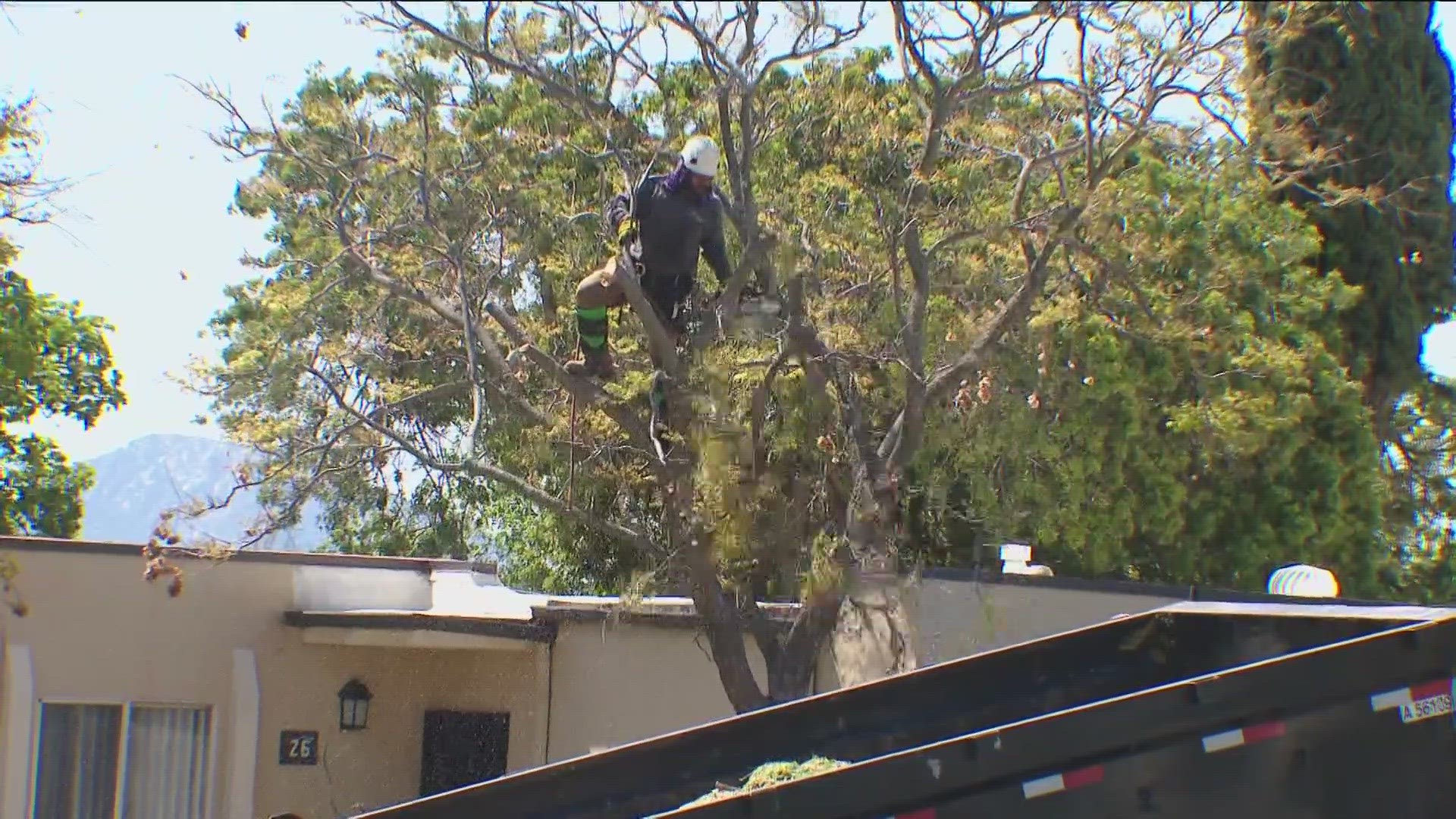 A tree and vegetation removal effort is underway at an apartment complex in Alpine for fire prevention, but residents have concerns about the trees up for removal.