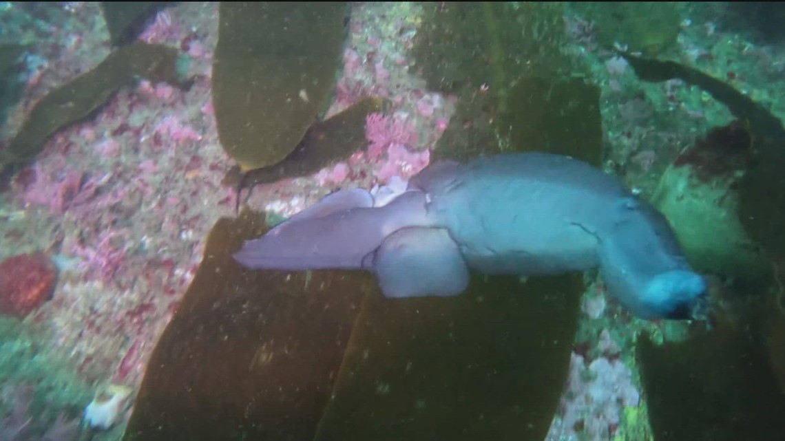 San Diego diver finds rare fish in Point Loma