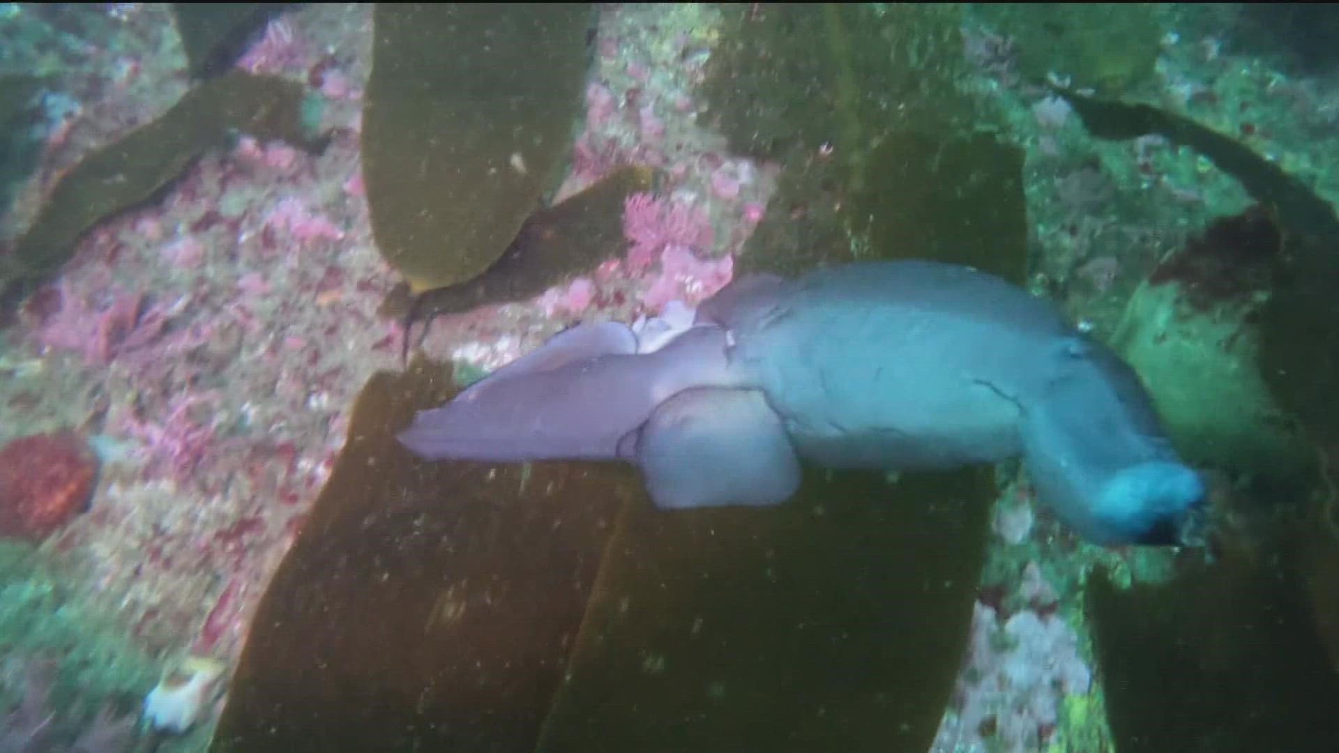 Marc Hale was with a dive group on Saturday off Point Loma at 65-feet when he spotted the creature.
