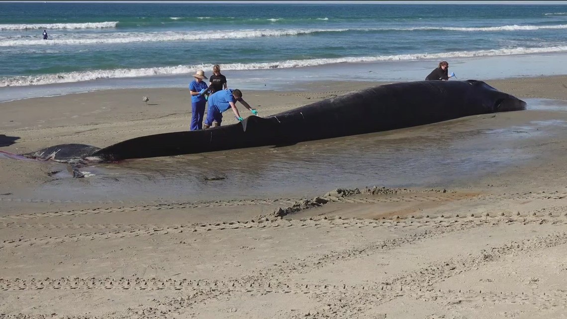 Dead Whale Washed Up In Pacific Beach