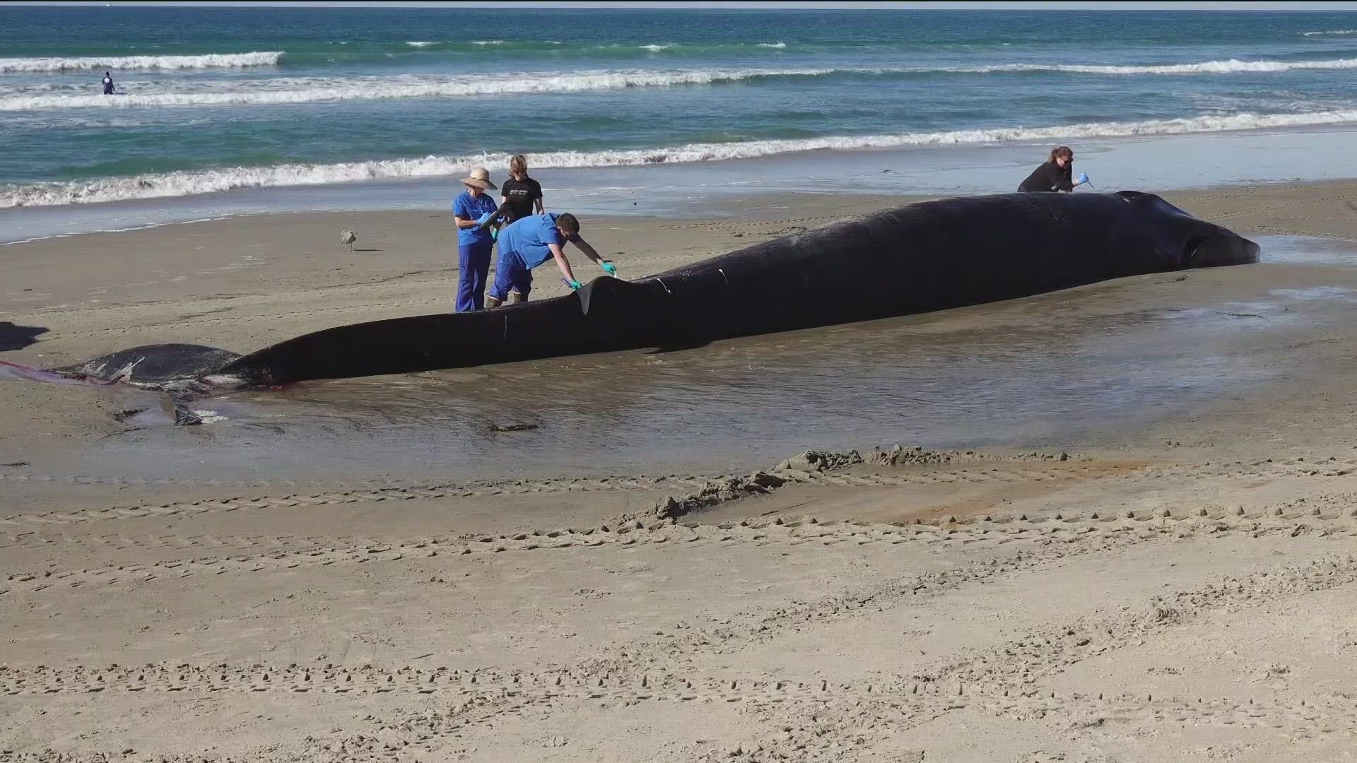 Researchers are trying to figure out what happened to the whale that washed ashore on a San Diego beach.