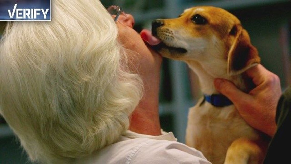 Verify Can dog saliva cause a bacterial infection?