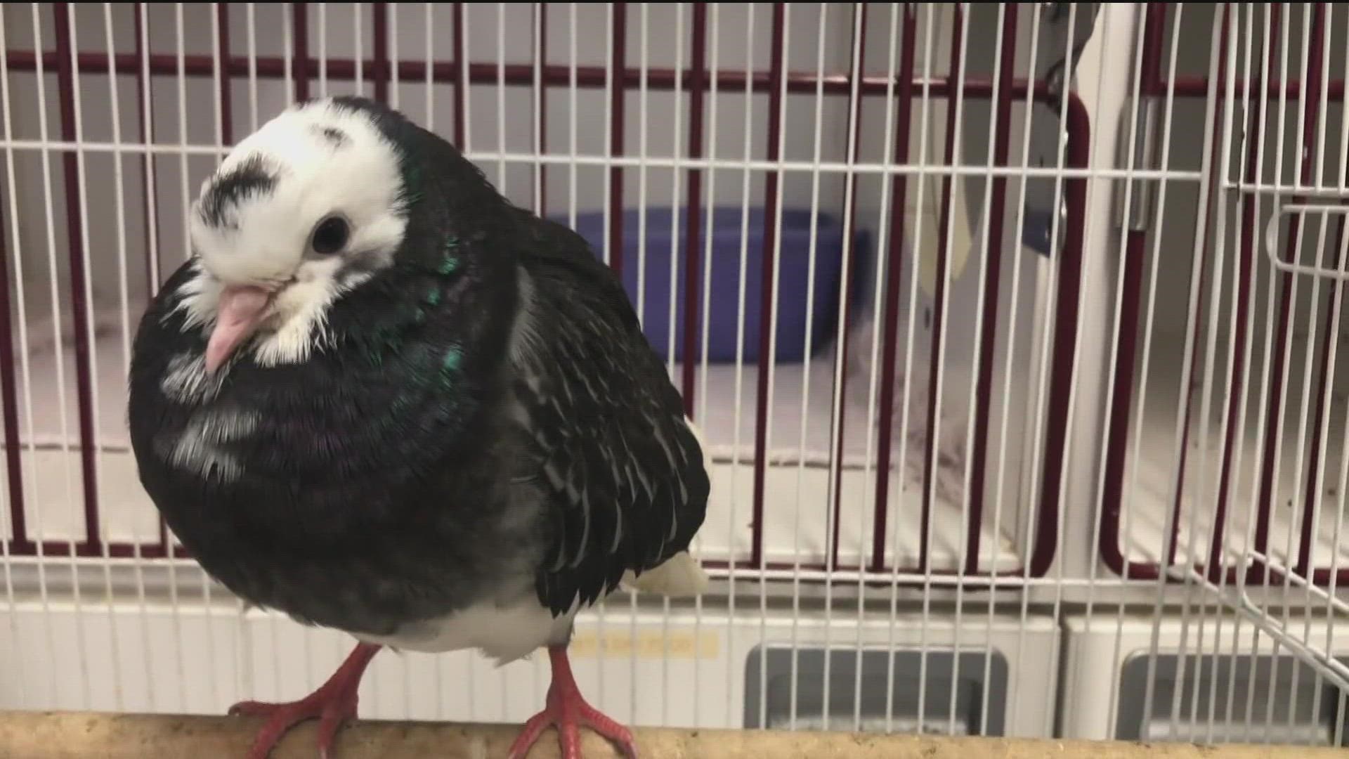 A positive case of the bird flu is now confirmed in San Diego County according to the San Diego Humane Society.