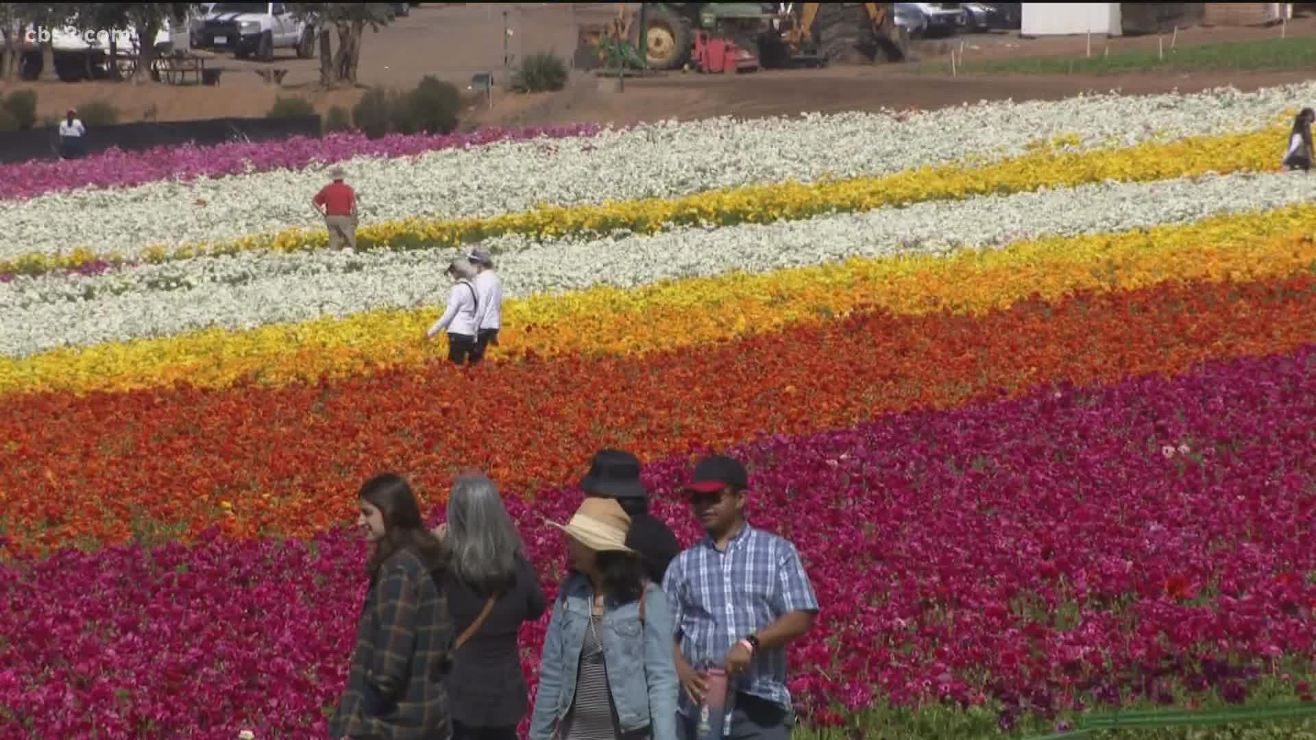250,000 visitors enjoy 10 weeks of wonderful flower displays between March 1 and Mother's Day every year.