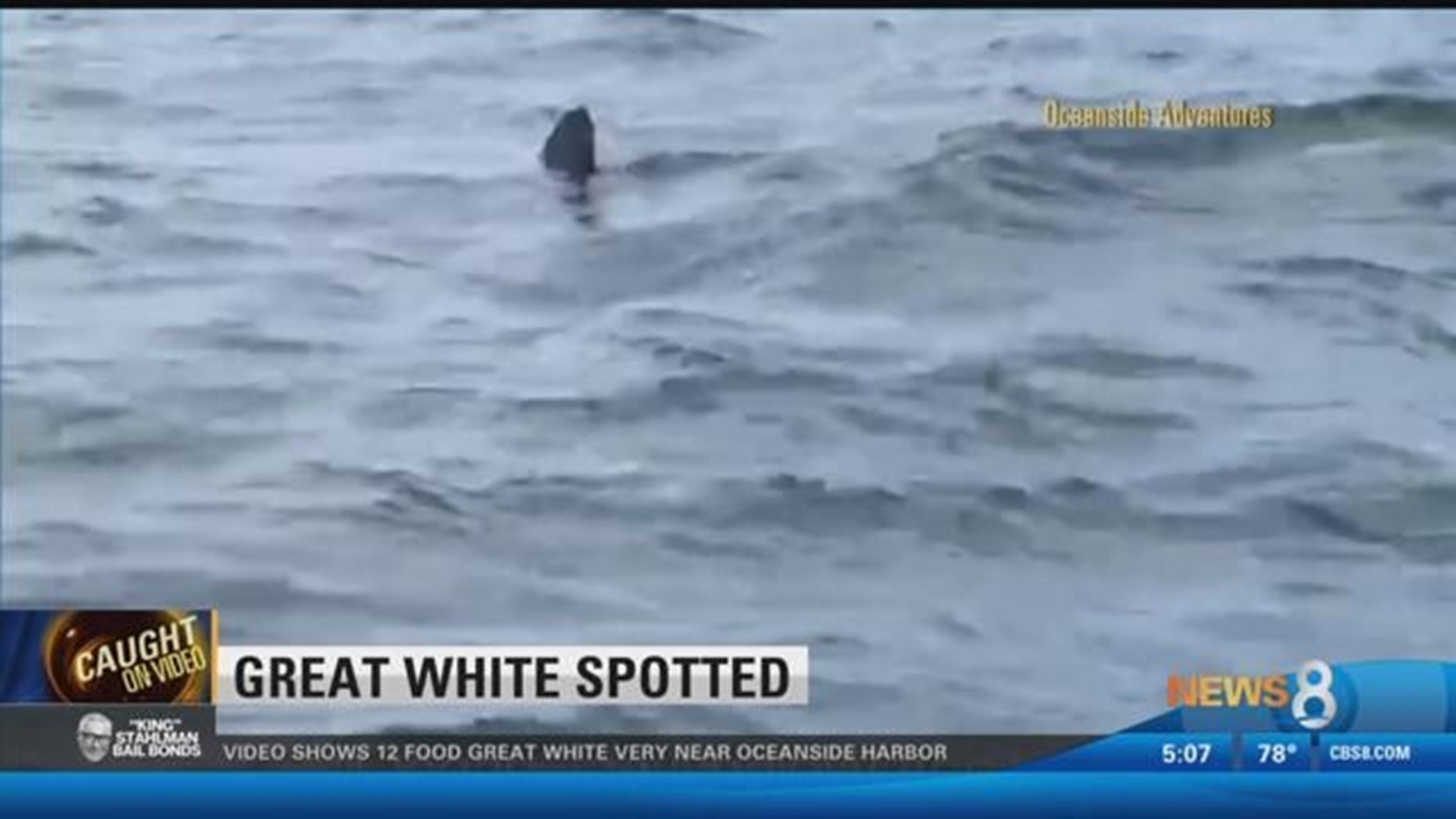 Shark Alert Great White spotted near Oceanside Harbor