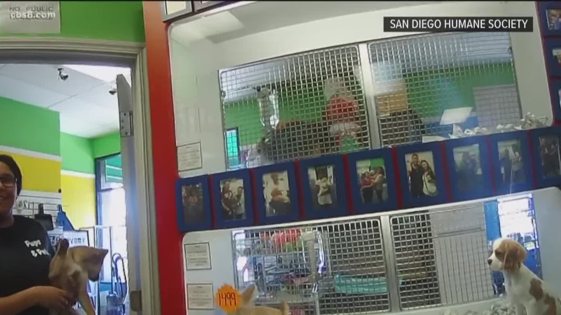 The San Diego Humane Society announced today that its Humane Law Enforcement division conducted a one-day sweep of pet stores and issued more than 100 citations for violations of a partial state ban on the sale of dogs, cats and rabbits.