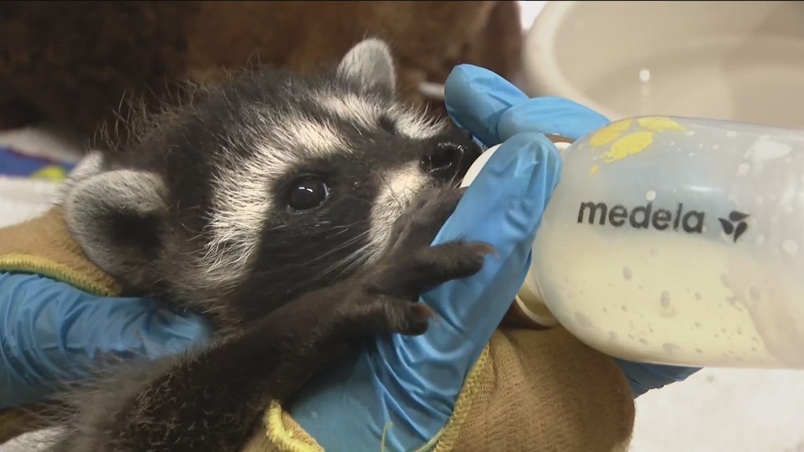 Baby raccoons bottlefed before their release into the wild Zevely