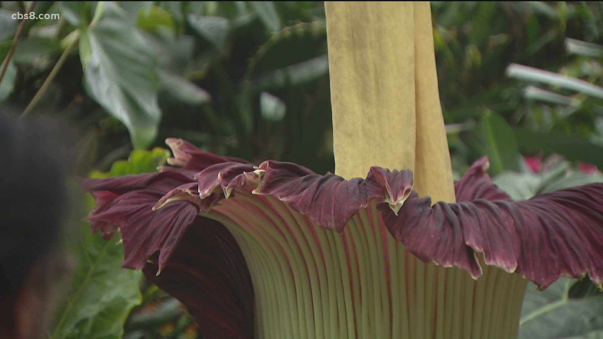 Amorphophallus titanum is the fastest growing plant in the world and its blooms bring thousands of onlookers who describe the smell in various ways.