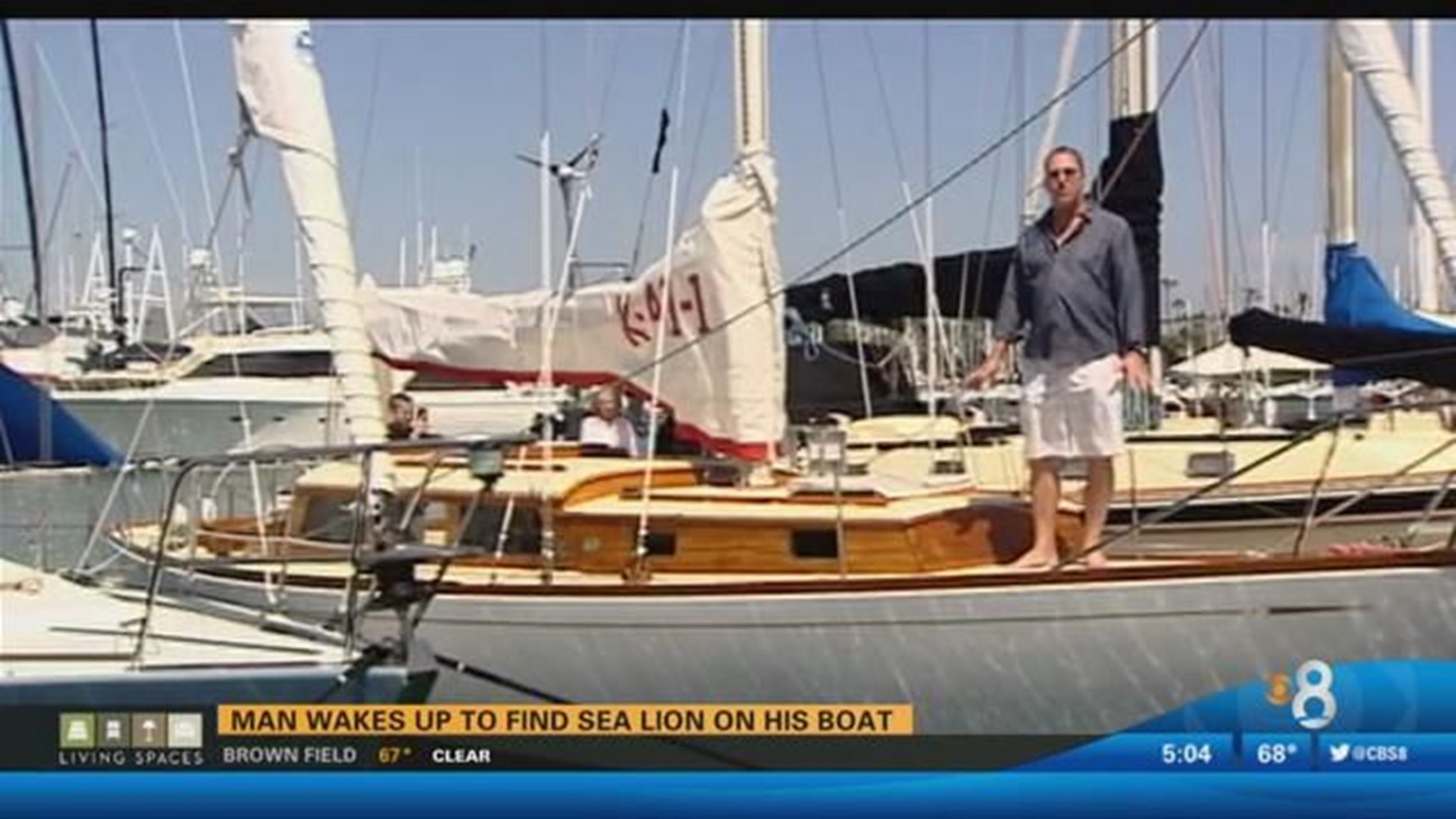 Man wakes up to find sea lion on his boat | cbs8.com